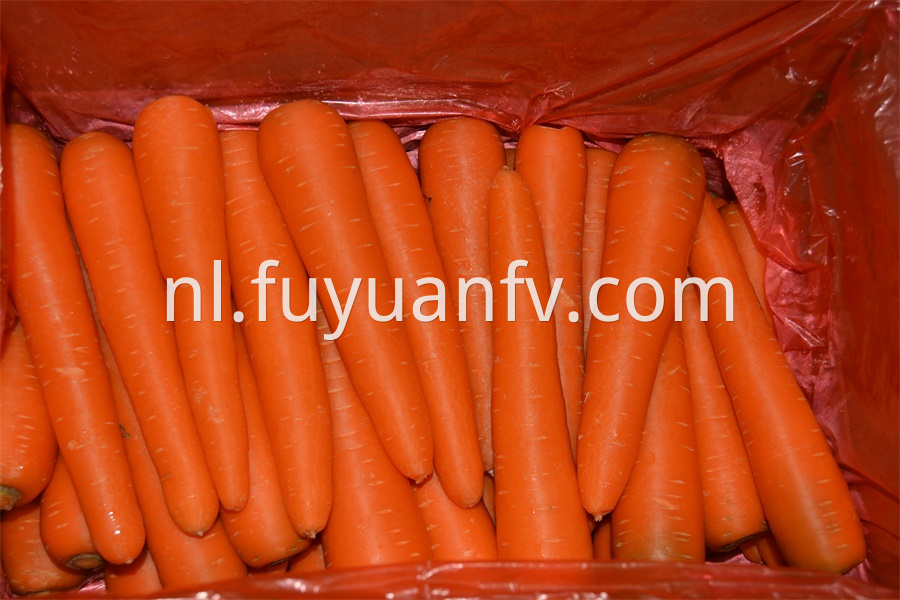 fresh long carrot 